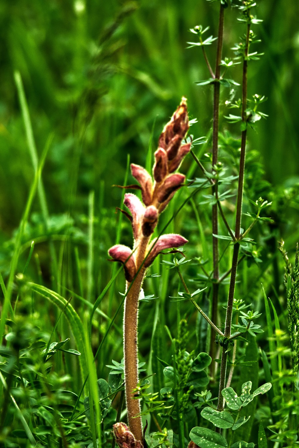a plant in the middle of a grassy field