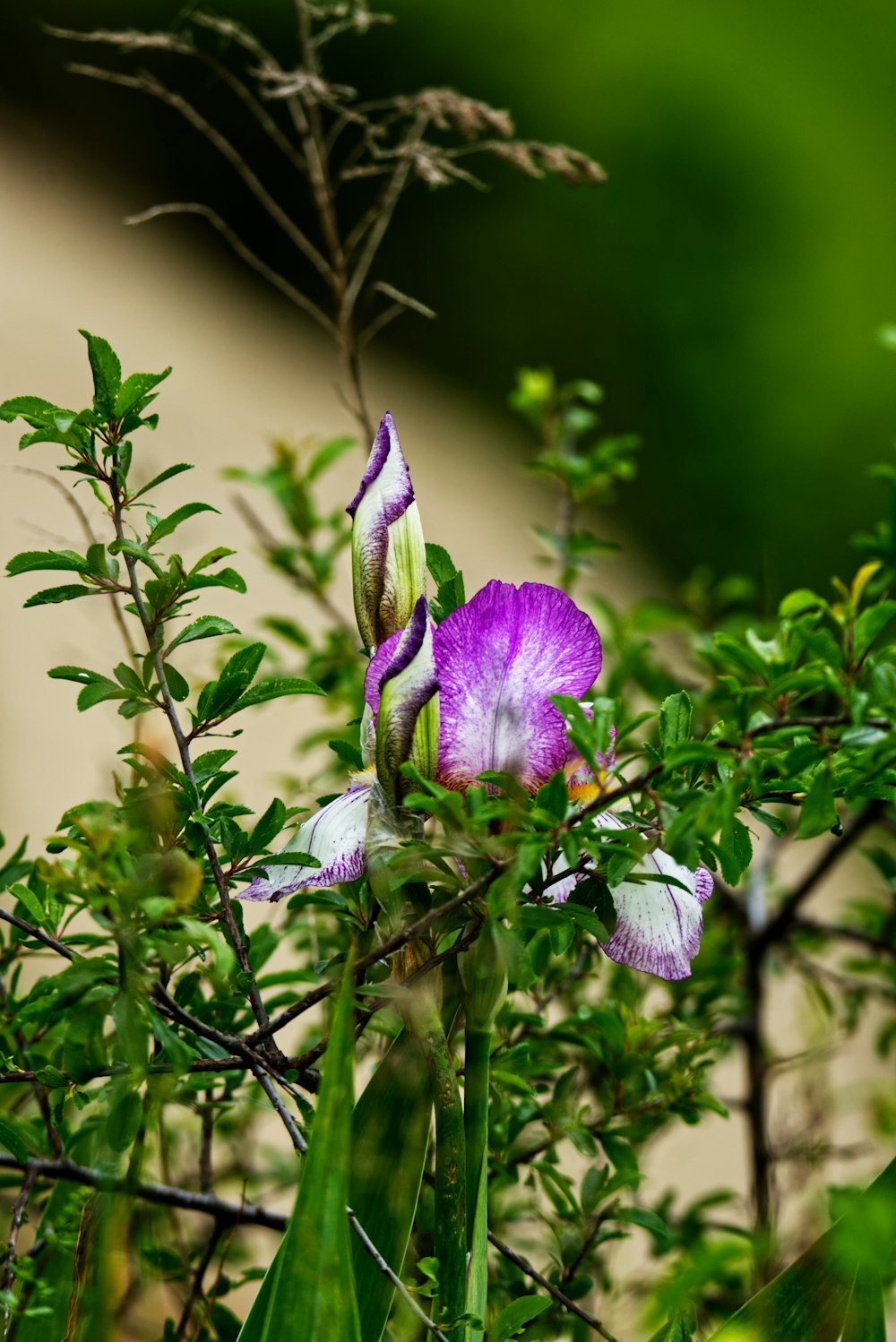 a purple and white flower sitting on top of a tree