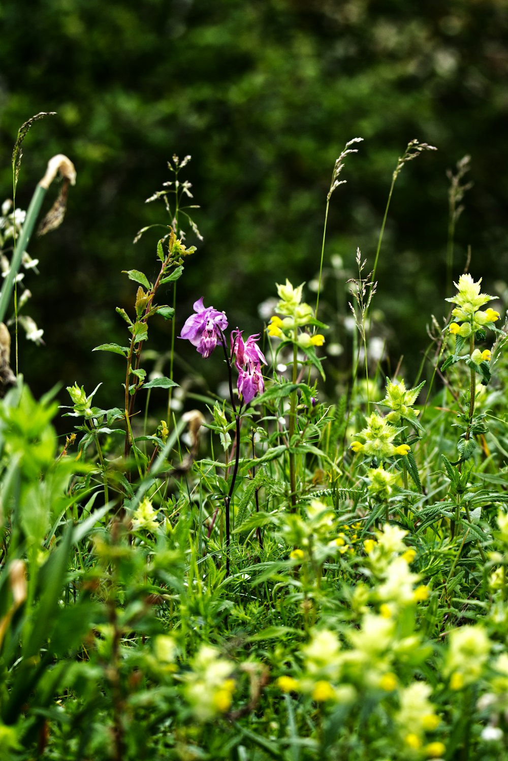 a bunch of flowers that are in the grass