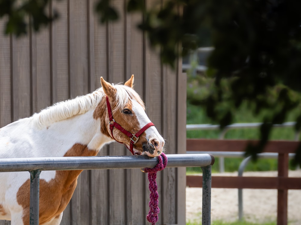 a brown and white horse standing next to a fence