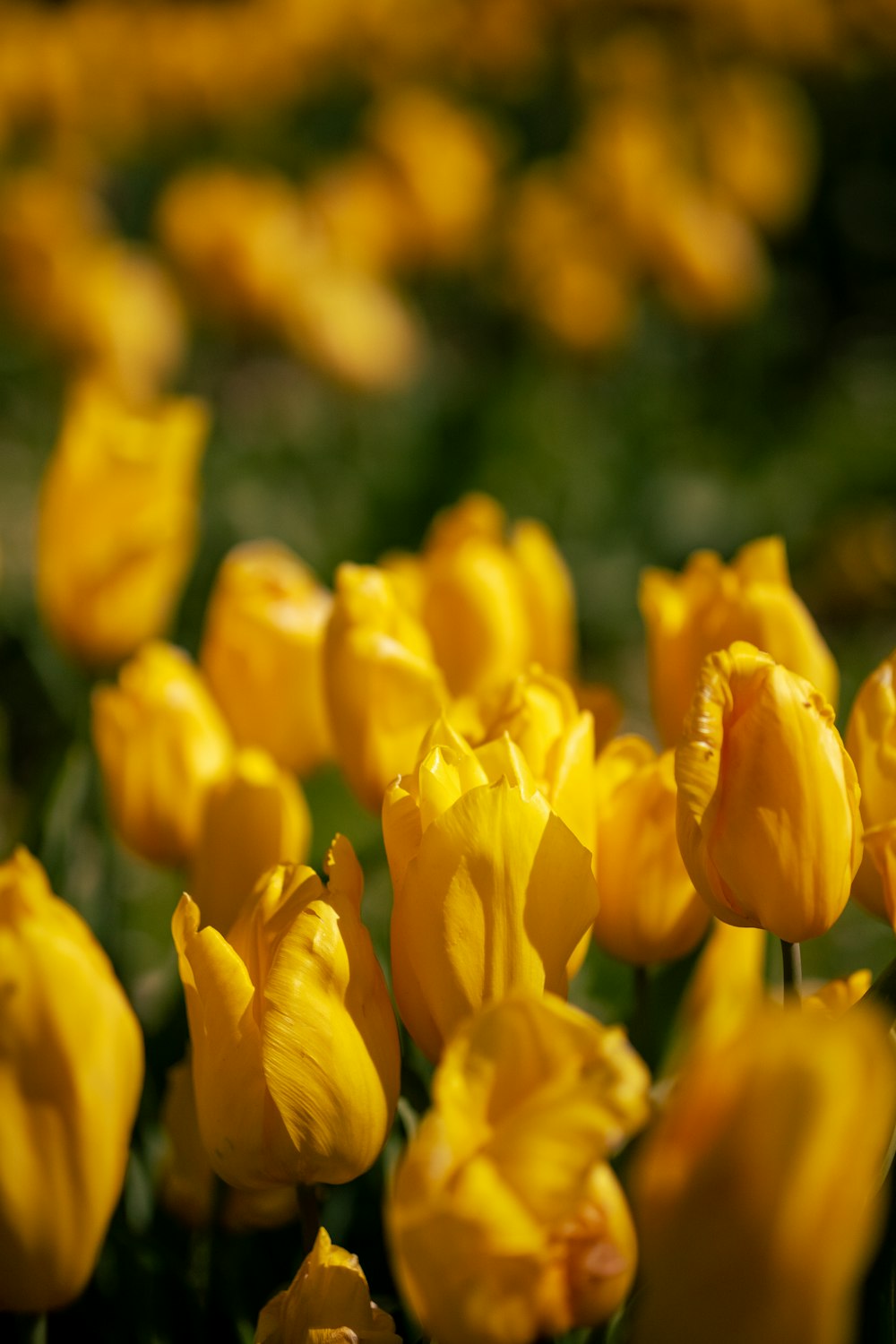 a bunch of yellow flowers that are in the grass