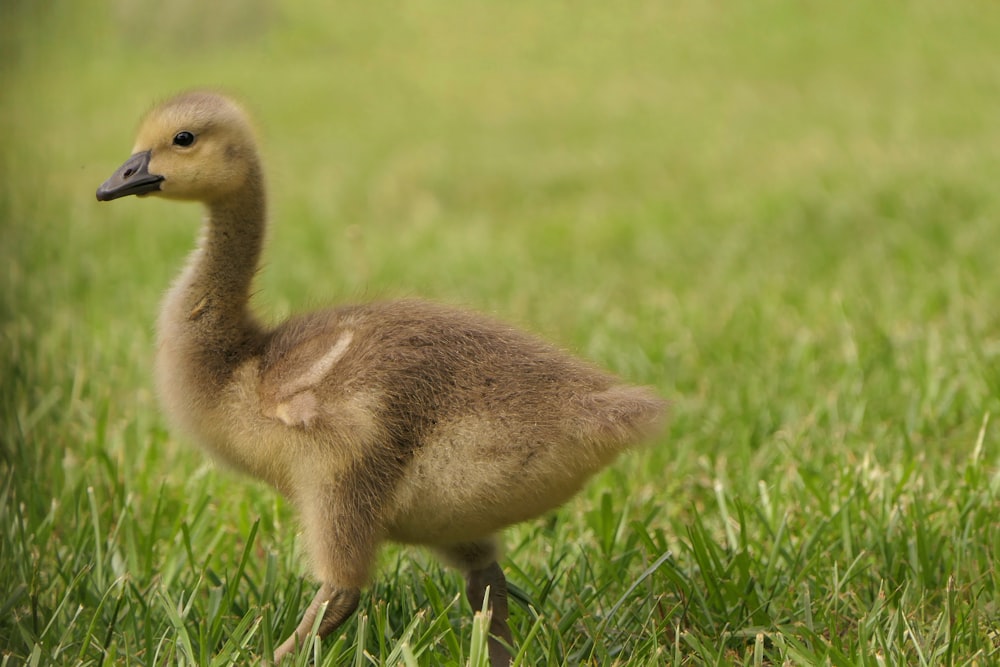 a small duck standing in a grassy field