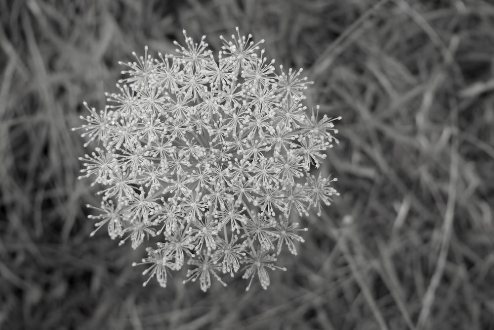 a black and white photo of a flower