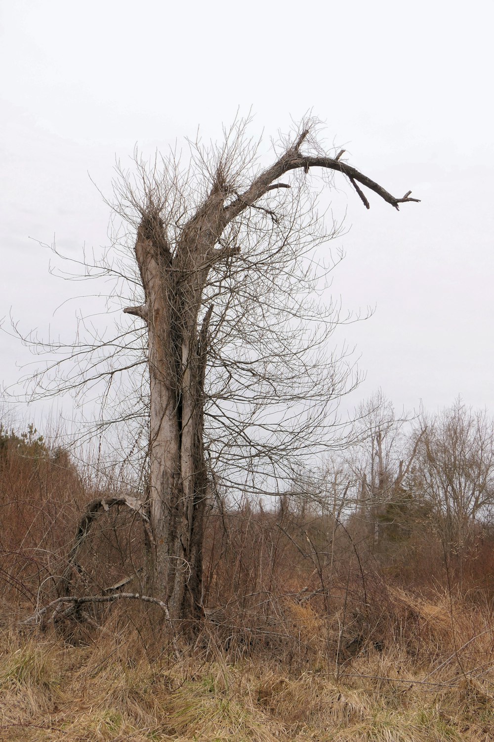 a dead tree in the middle of a field