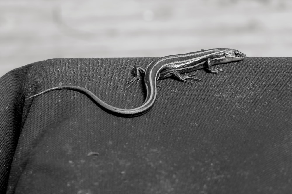 a lizard sitting on top of a black bag