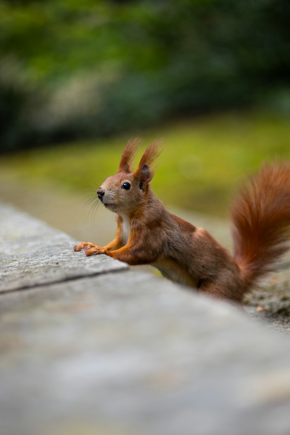 a squirrel is standing on its hind legs