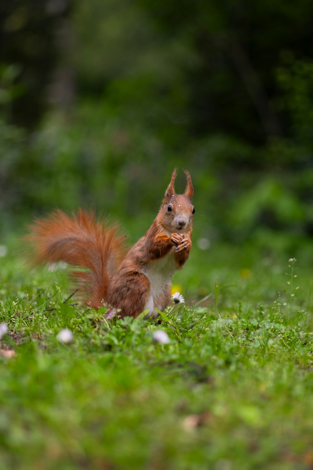 a red squirrel sitting on top of a lush green field