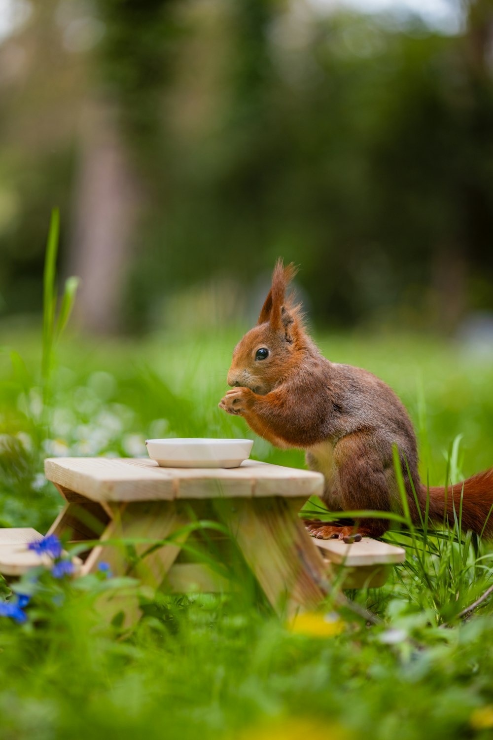 a squirrel is sitting on a table in the grass