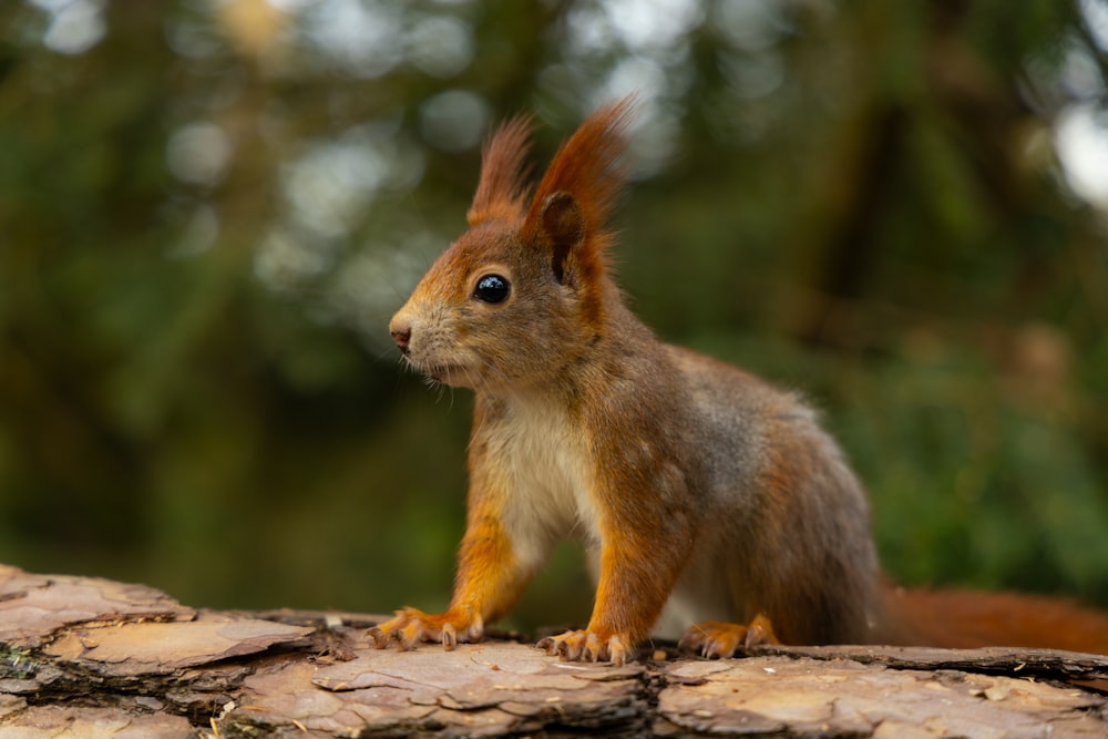 a red squirrel standing on top of a log