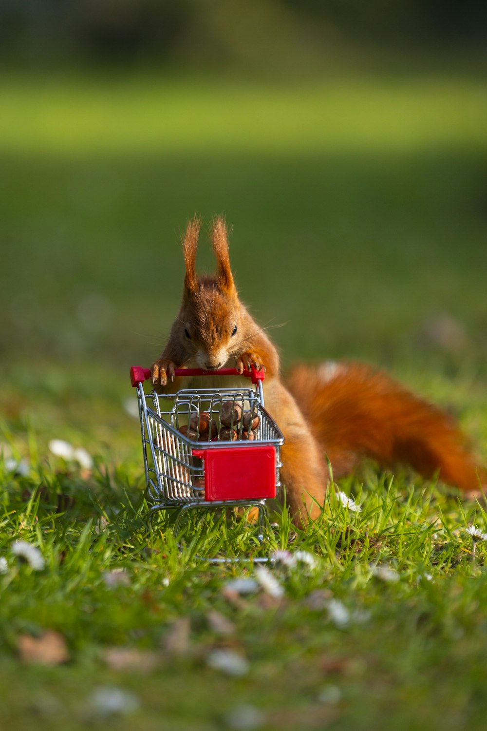 a squirrel is sitting in a shopping basket