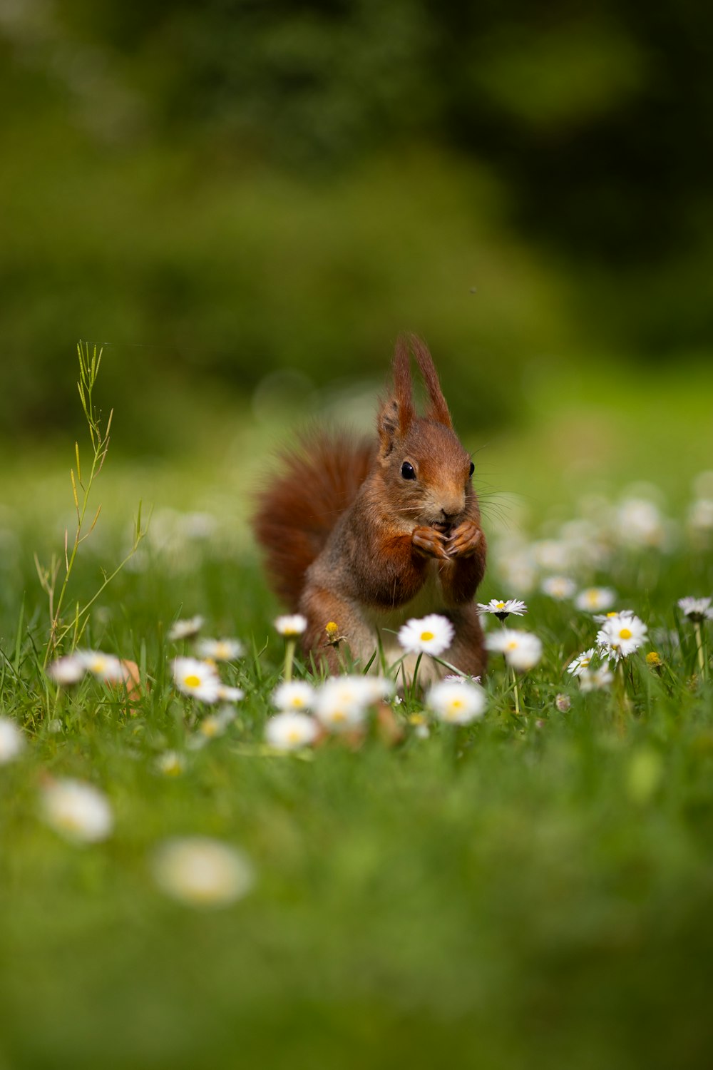 a squirrel sitting in a field of grass and daisies