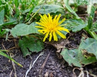 Dandelion Root
