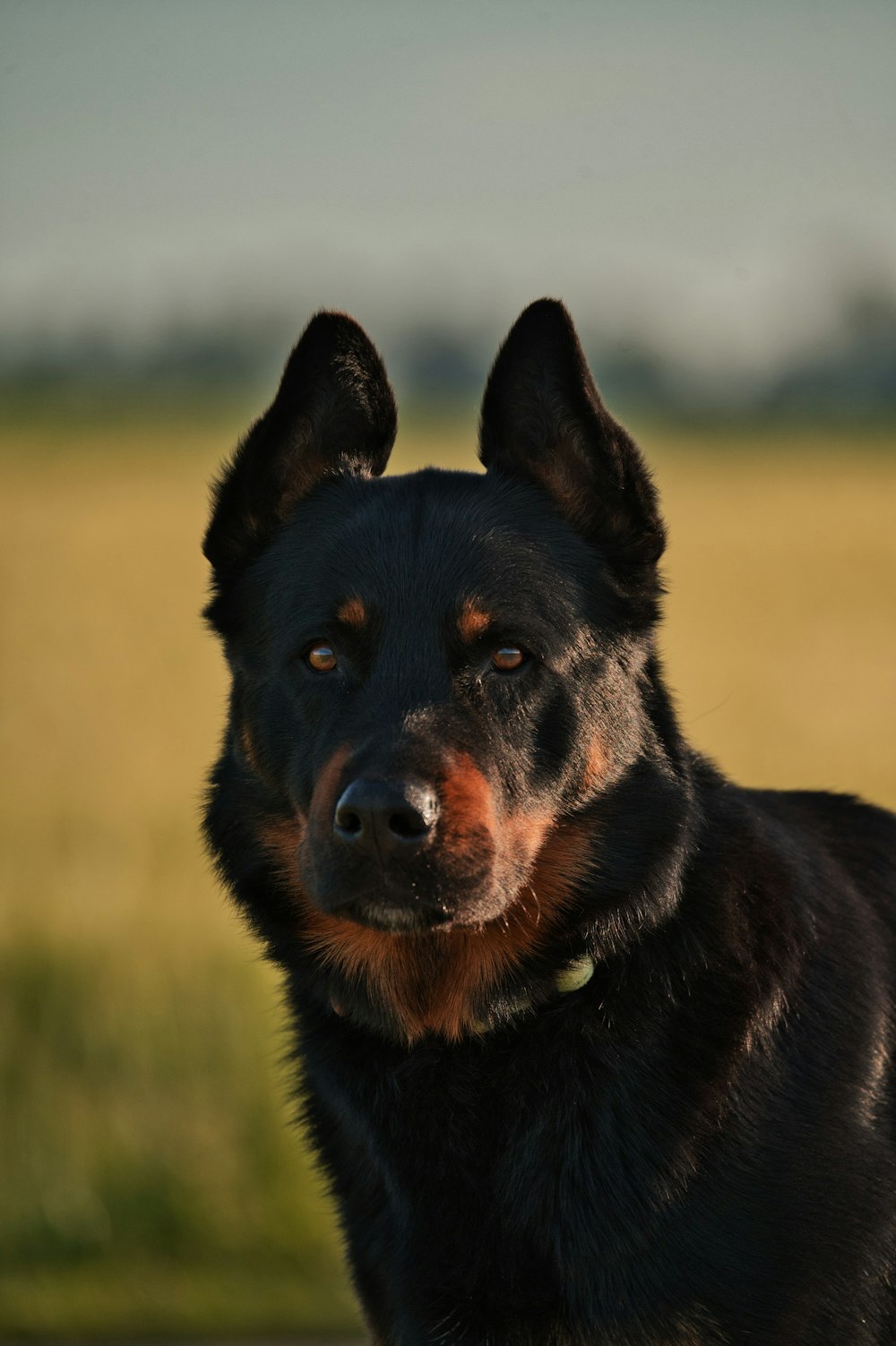 a black and brown dog standing in a field