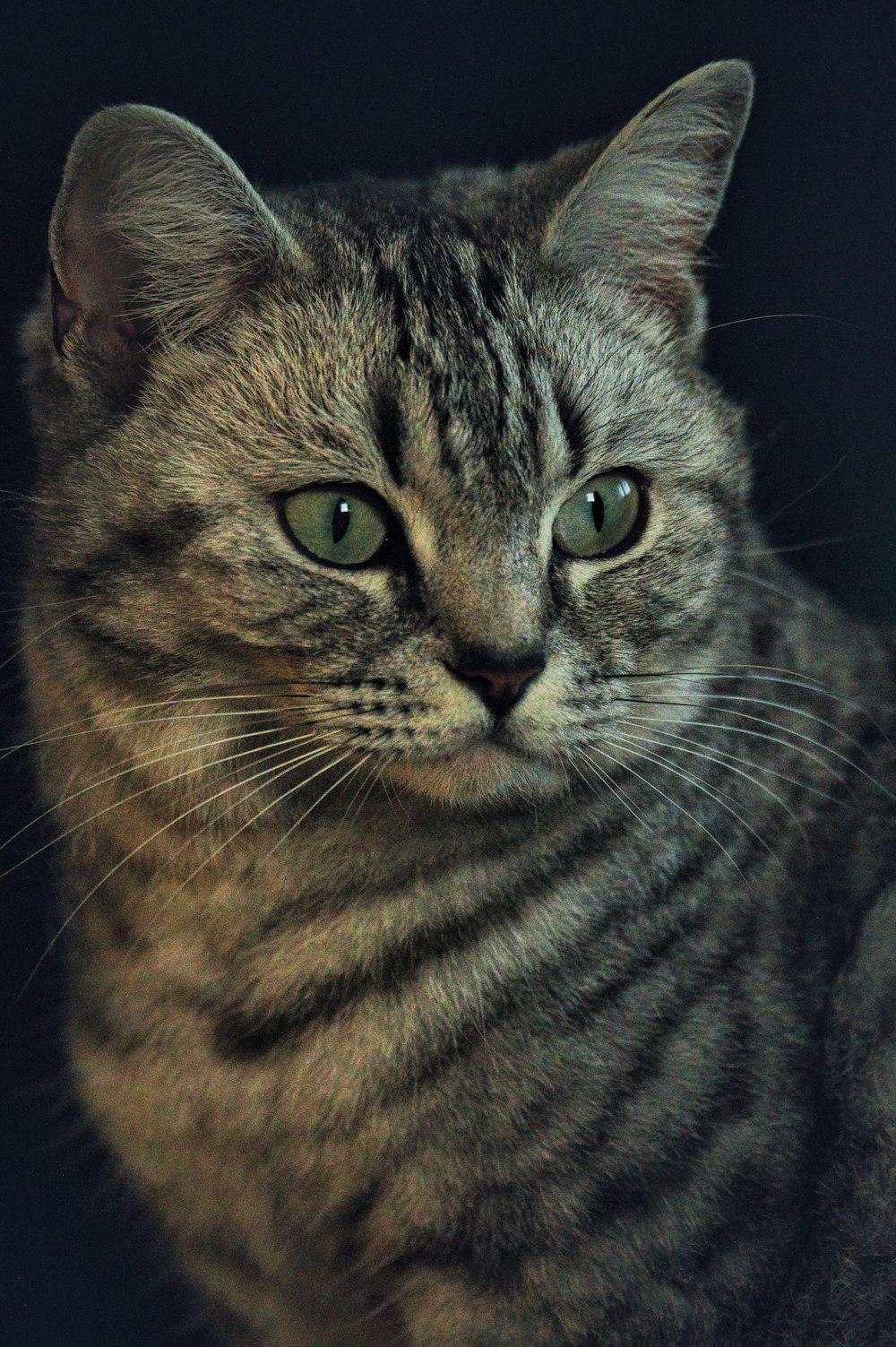 a close up of a cat with green eyes