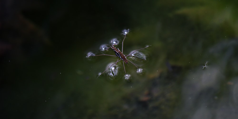 a close up of a plant with drops of water on it