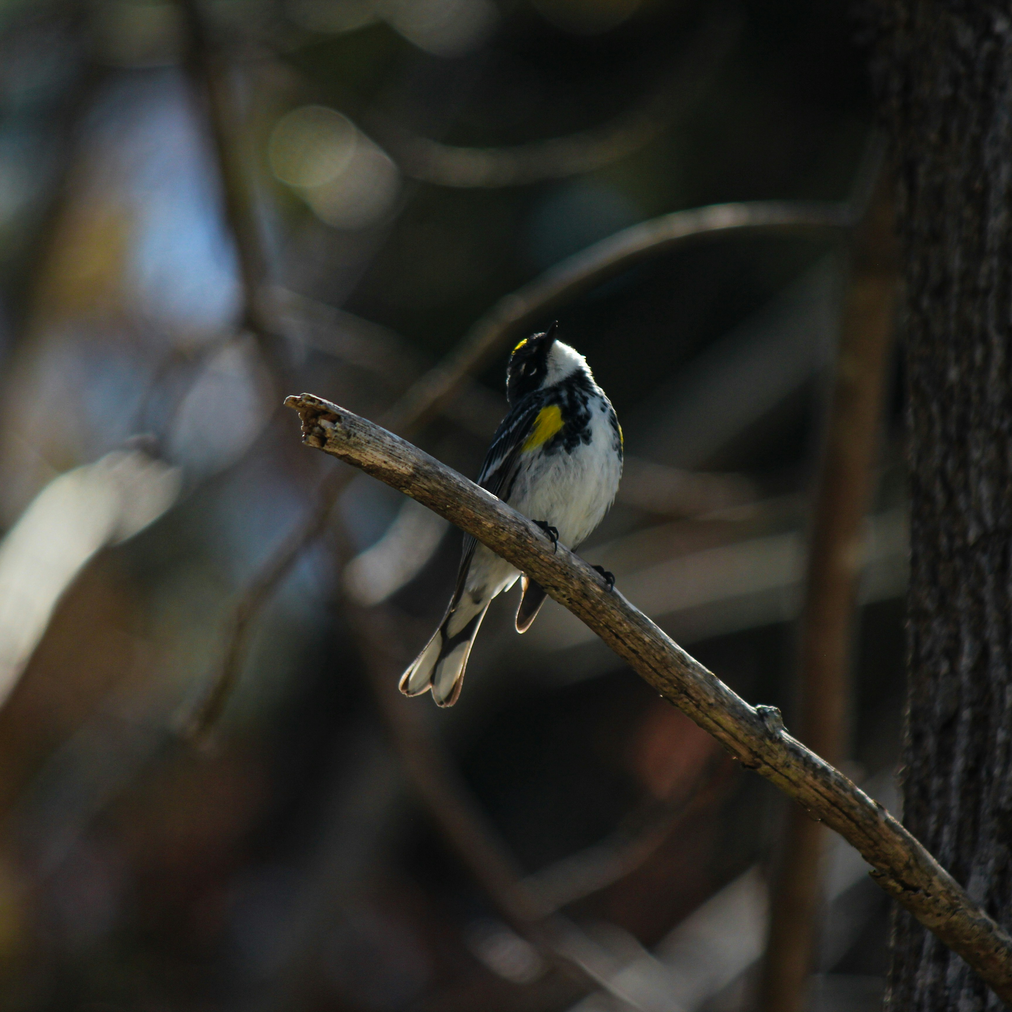 Photo by hasnainsikora