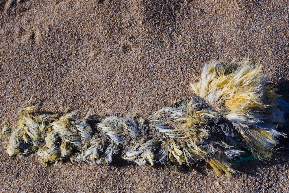a piece of animal fur is laying on the sand