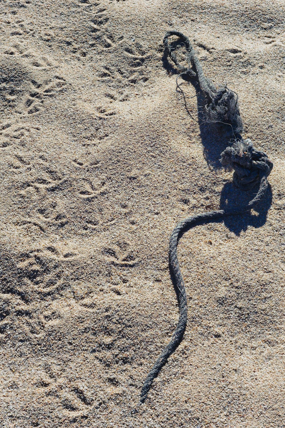 a snake in the sand on a beach