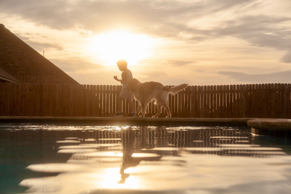 a dog standing on top of a pool next to a wooden fence