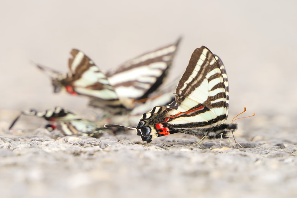 a group of zebra butterflies on the ground