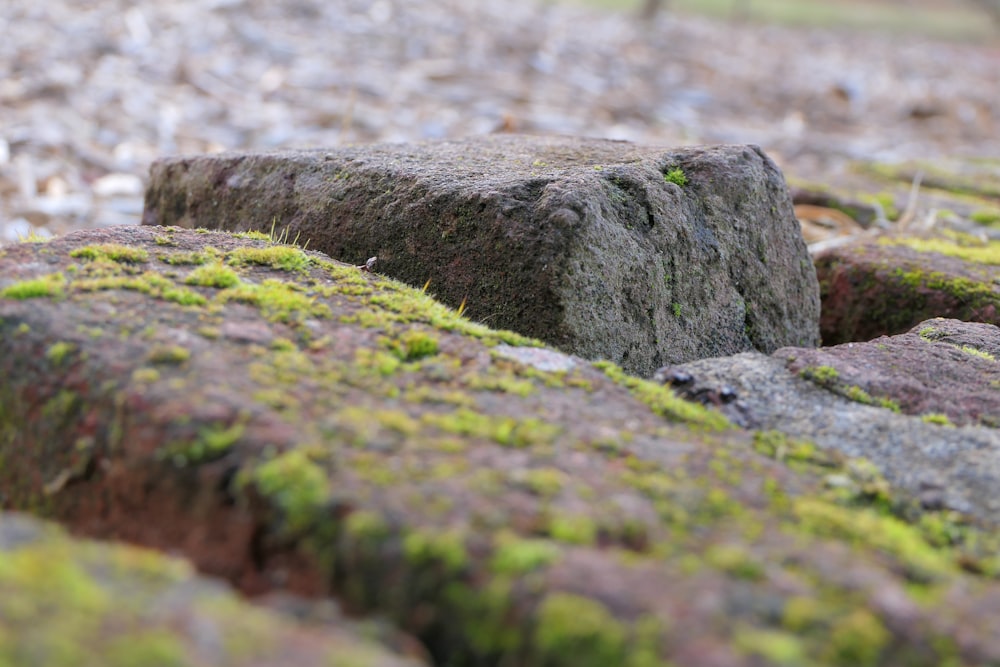 moss growing on a rock in the middle of a field