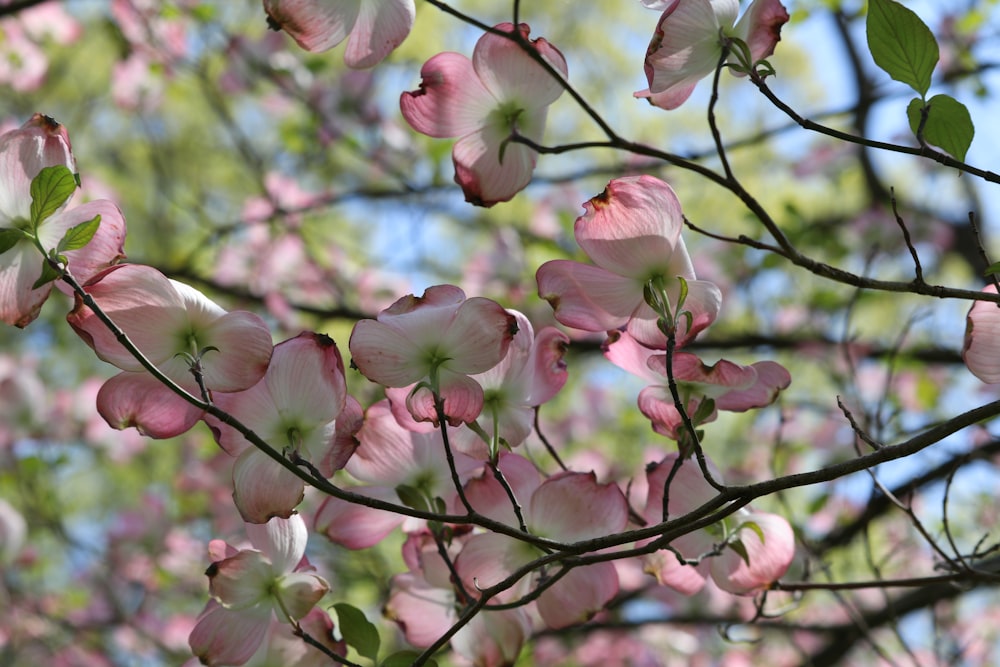 a close up of a tree with pink flowers