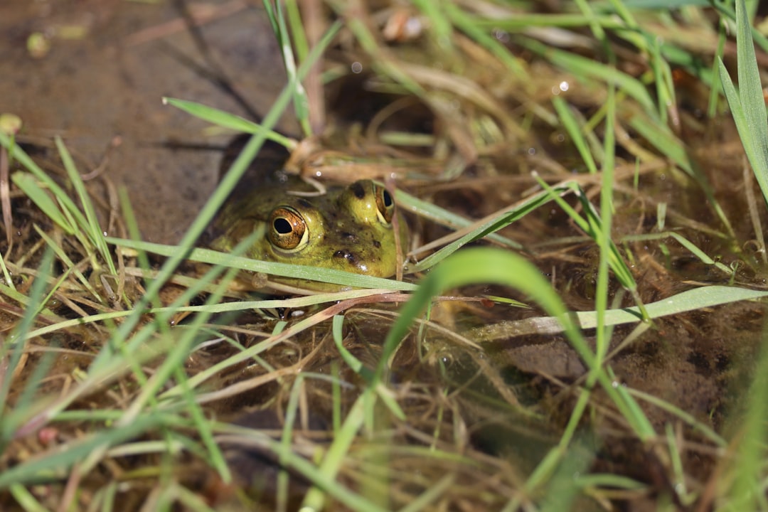 a frog is sitting in the grass looking at the camera