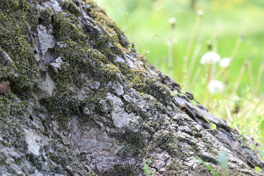 a close up of the bark of a tree