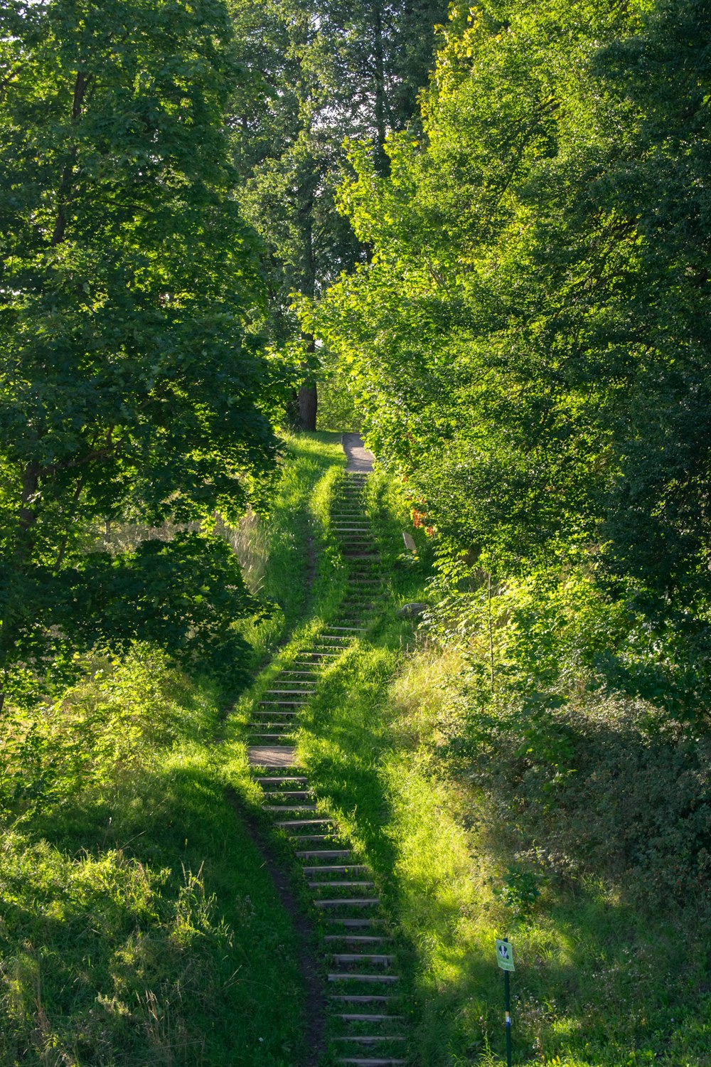 a set of steps in the middle of a forest