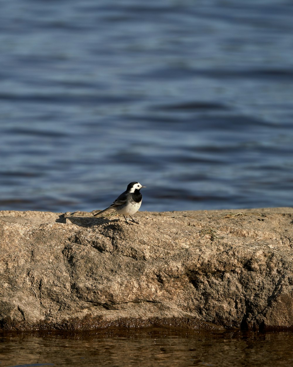 ein kleiner Vogel, der auf einem Felsen am Wasser sitzt