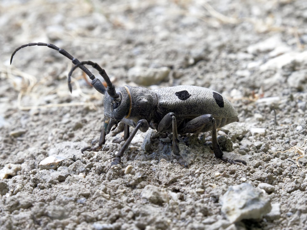 a close up of a bug on the ground