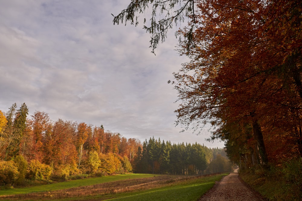 a dirt road in the middle of a forest