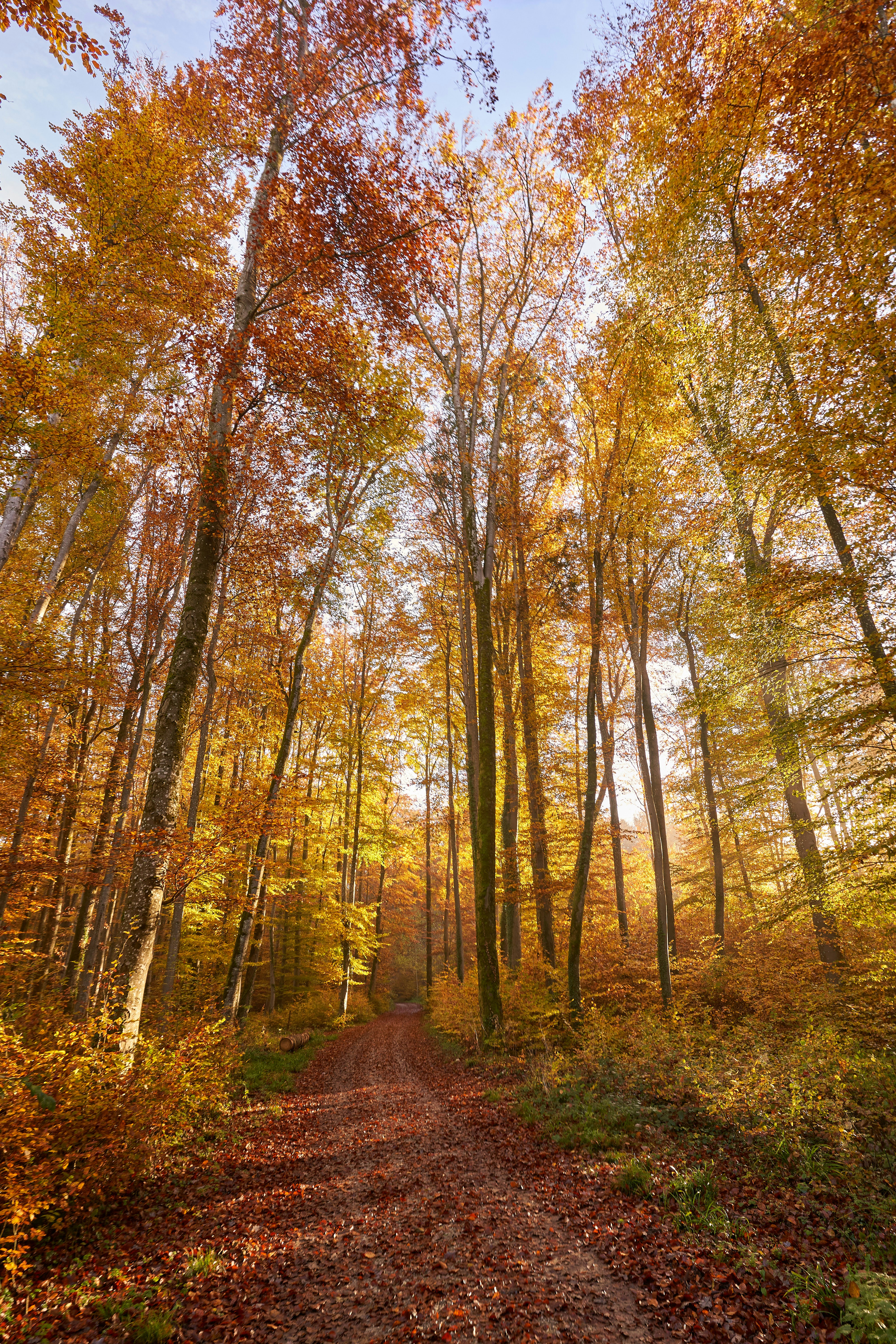 Photo by wolfgang_hasselmann