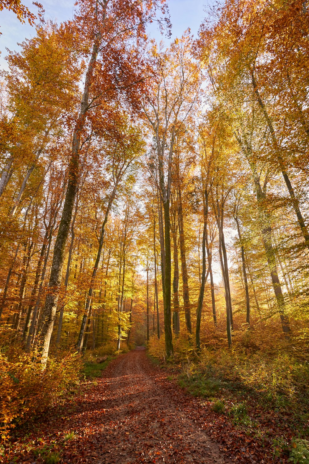 a dirt road in the middle of a forest