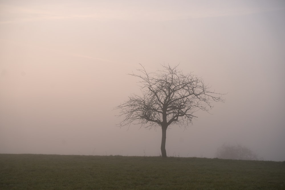 a lone tree in a field on a foggy day