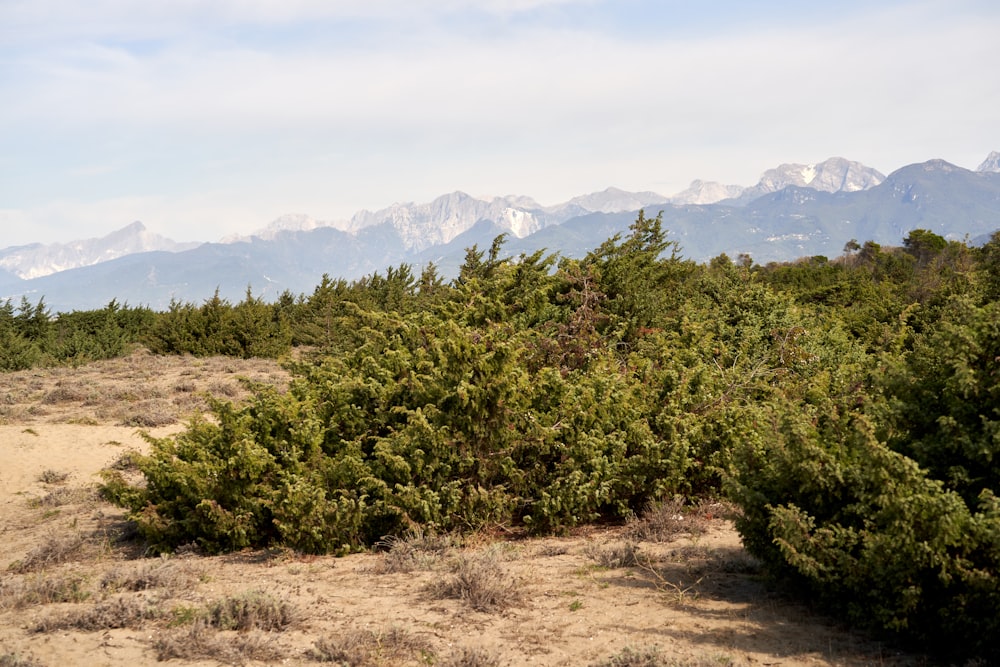 a field with trees and mountains in the background