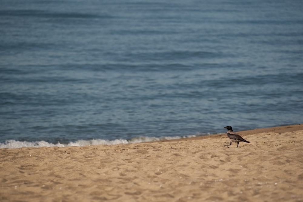 a bird walking on a beach near the ocean