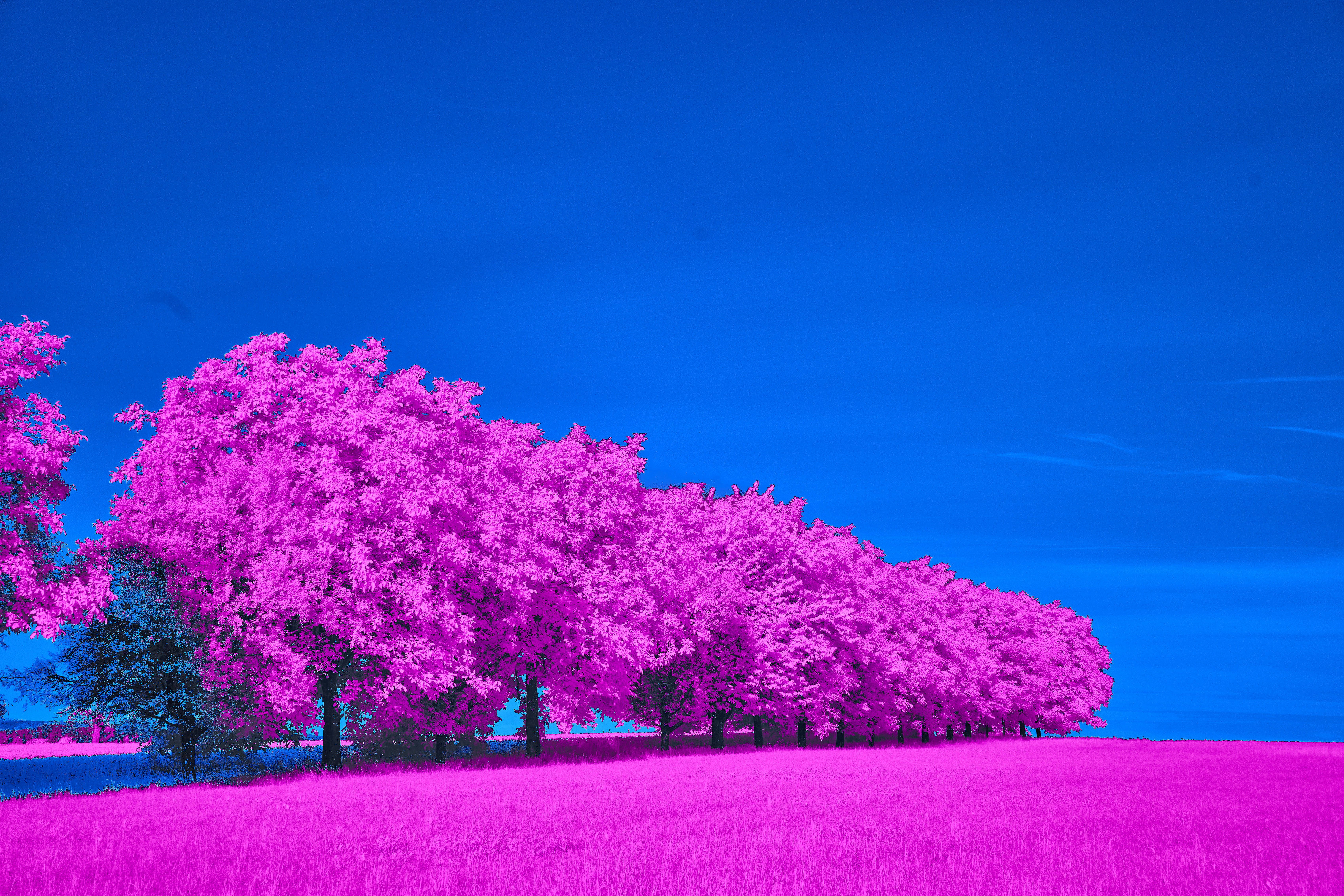 Photo by wolfgang_hasselmann