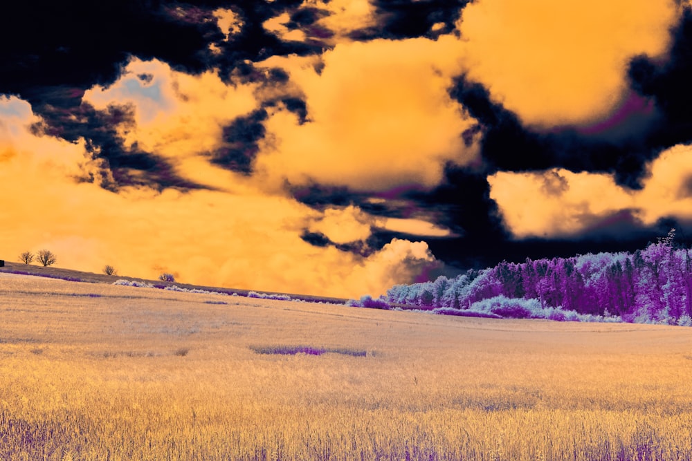 a field with purple flowers under a cloudy sky