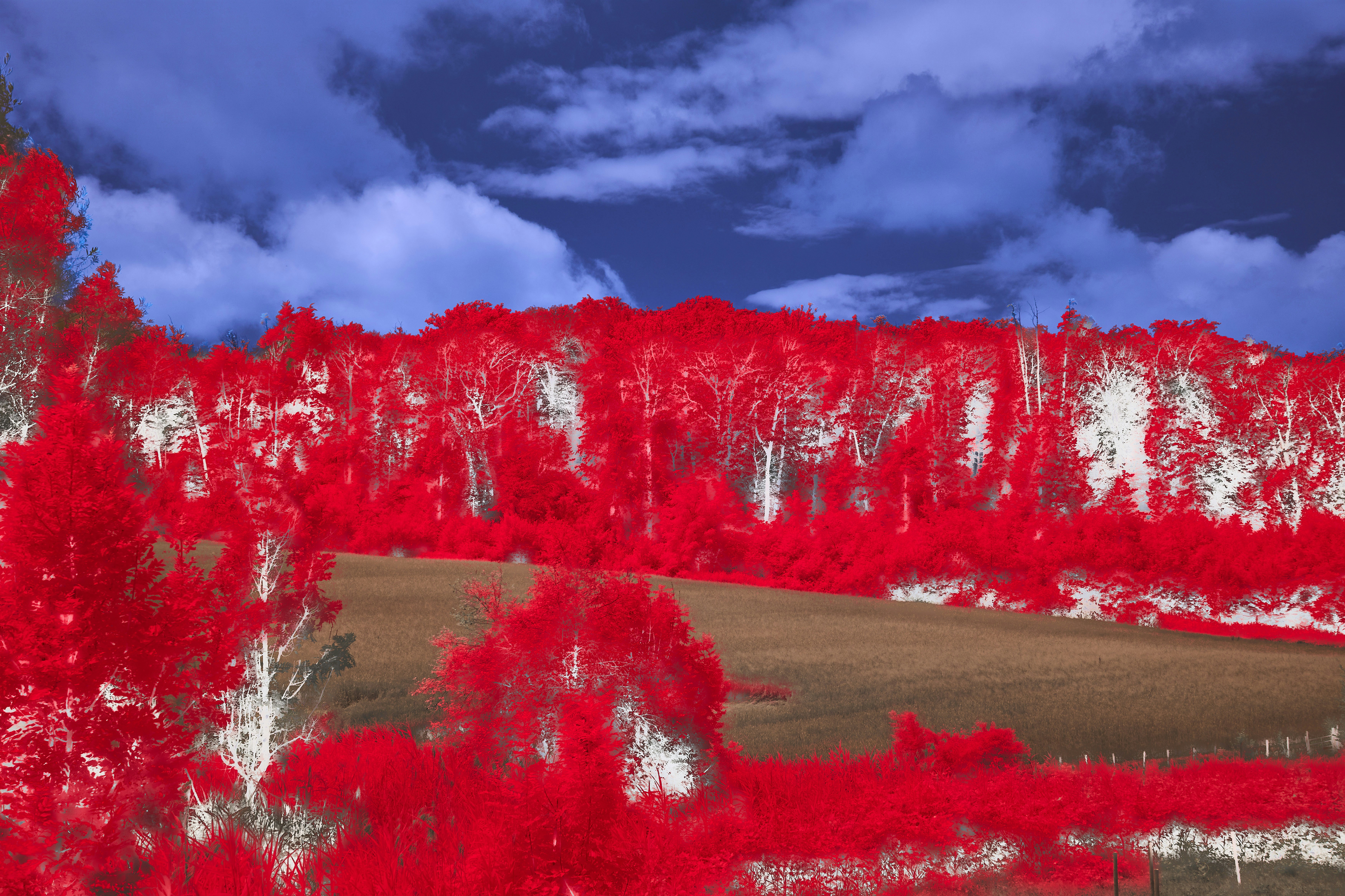 Photo by wolfgang_hasselmann