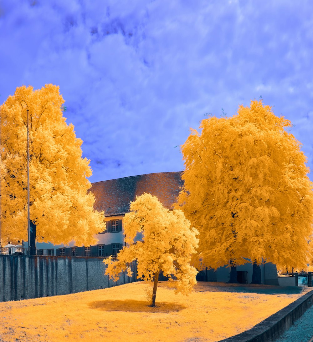 a yellow tree in front of a building