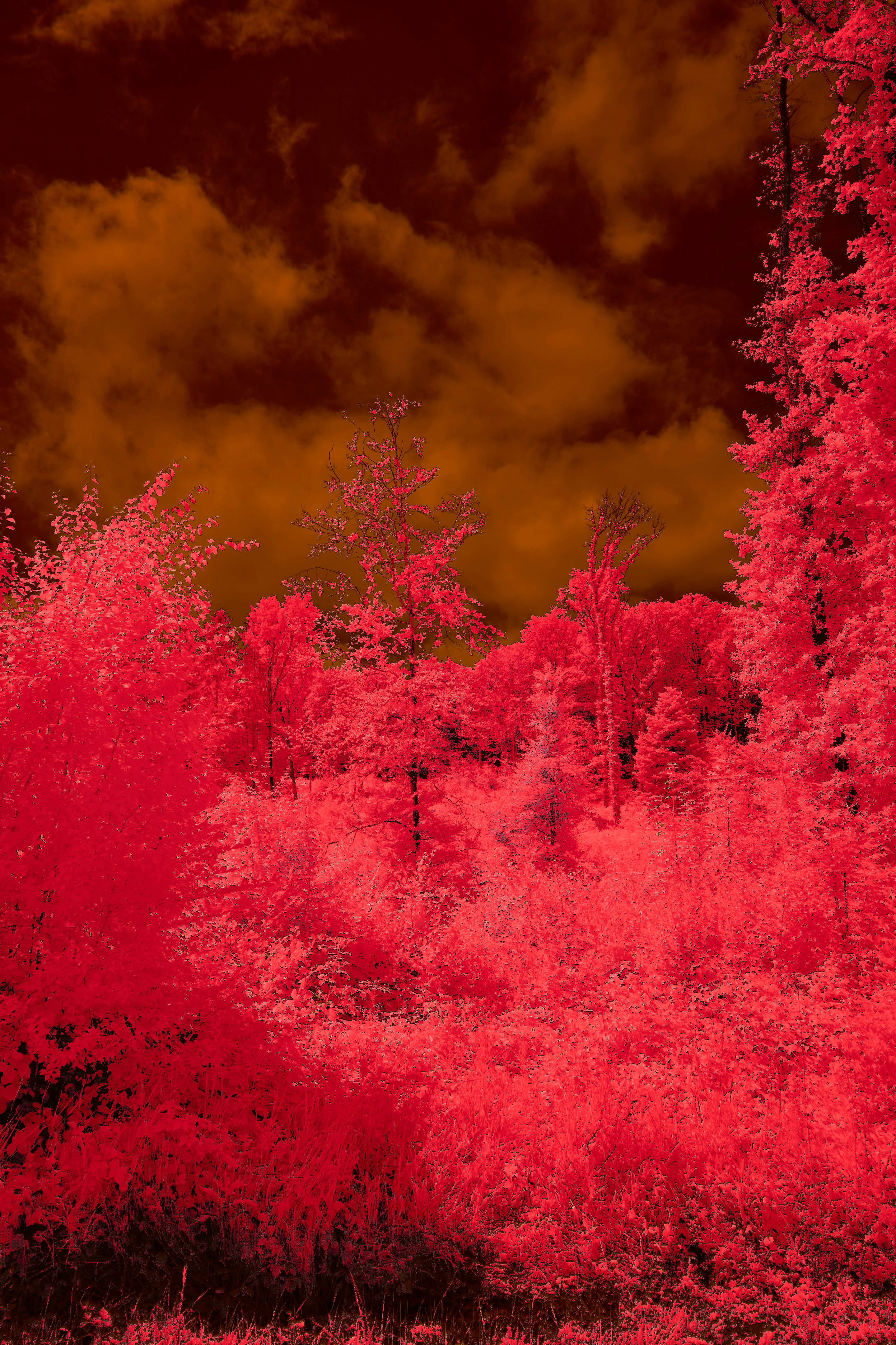 Photo by wolfgang_hasselmann