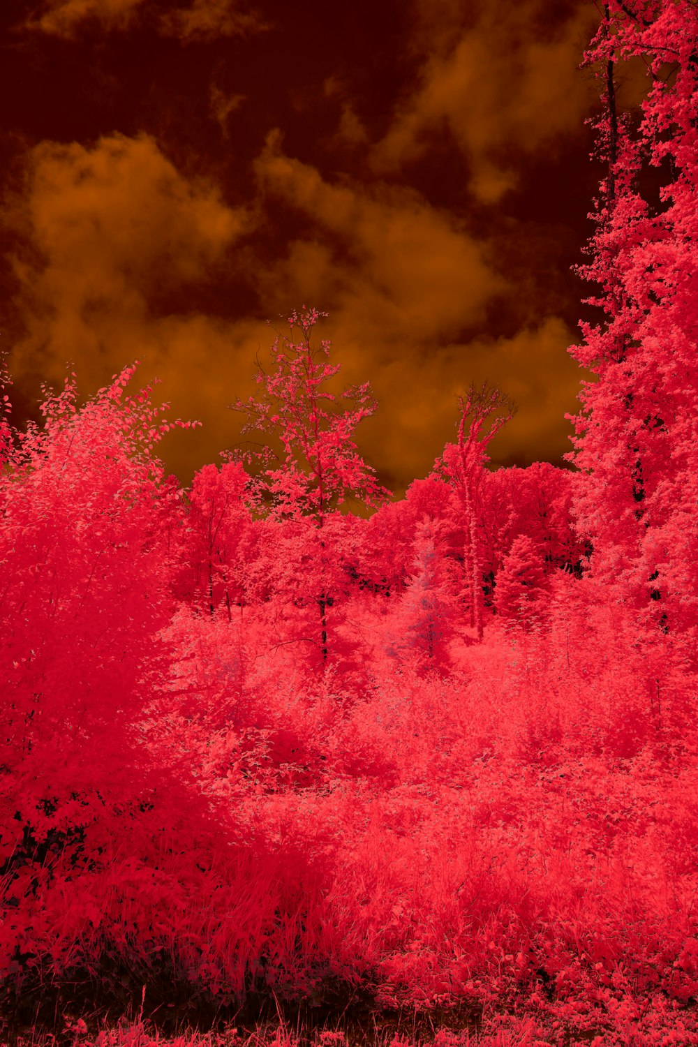 a red photograph of trees in a forest