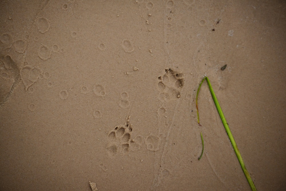 a small green plant sticking out of the sand