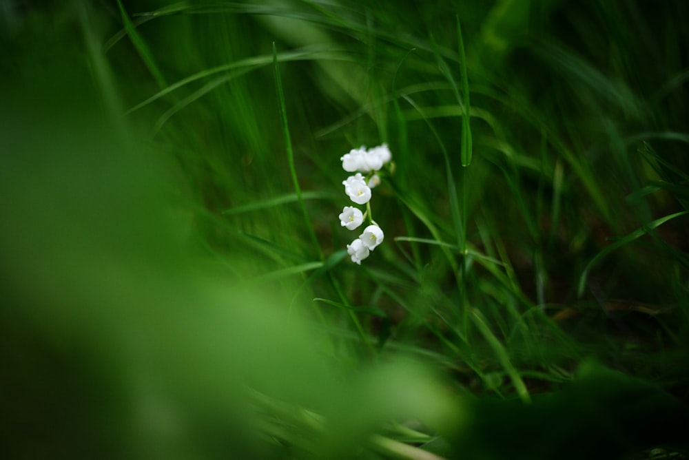 a group of small white flowers sitting in the grass