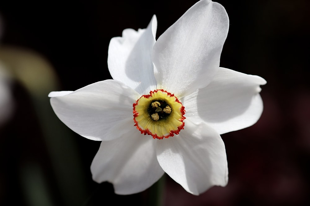 a close up of a white flower with a yellow center
