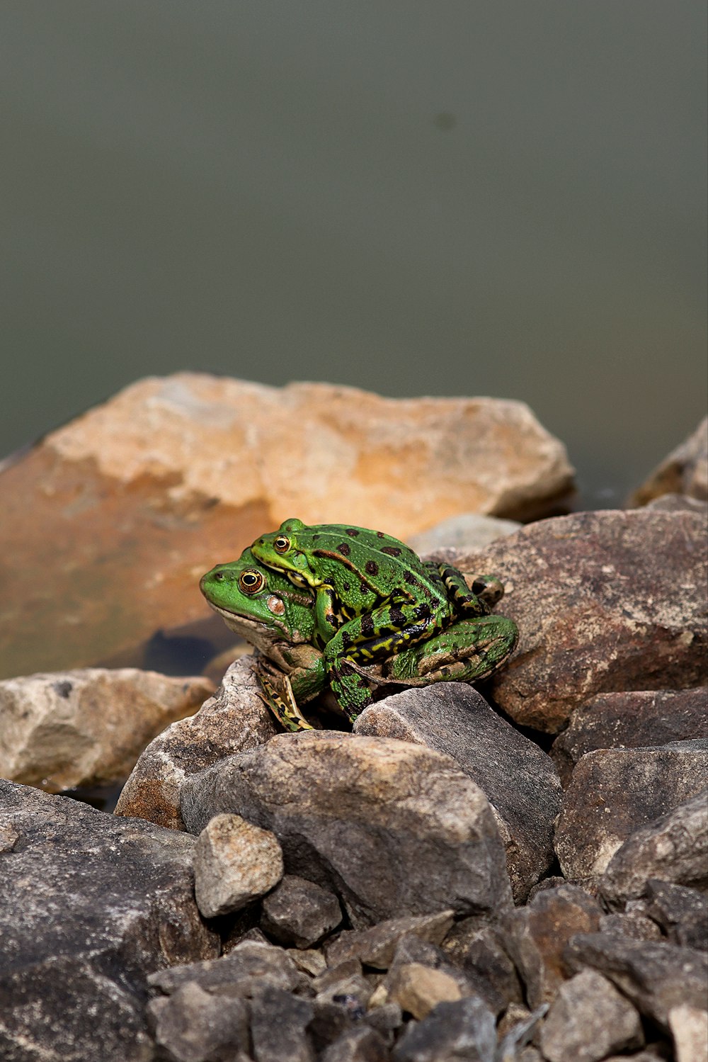 a green frog sitting on top of a pile of rocks