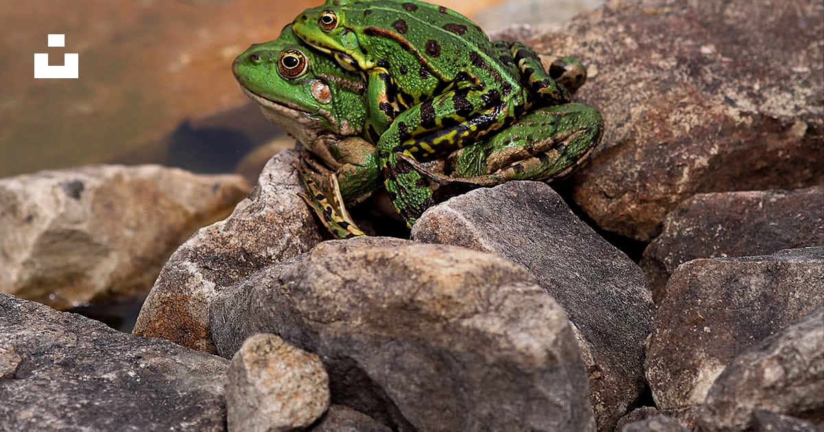 A green frog sitting on top of a pile of rocks photo – Free Amphibian ...