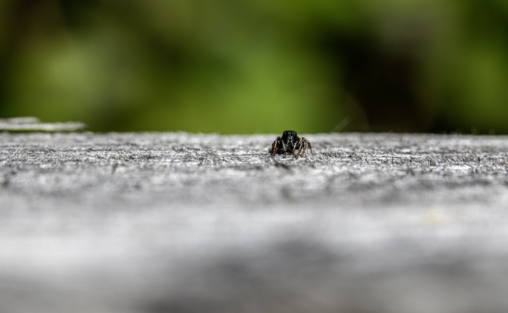 a small insect sitting on top of a wooden table