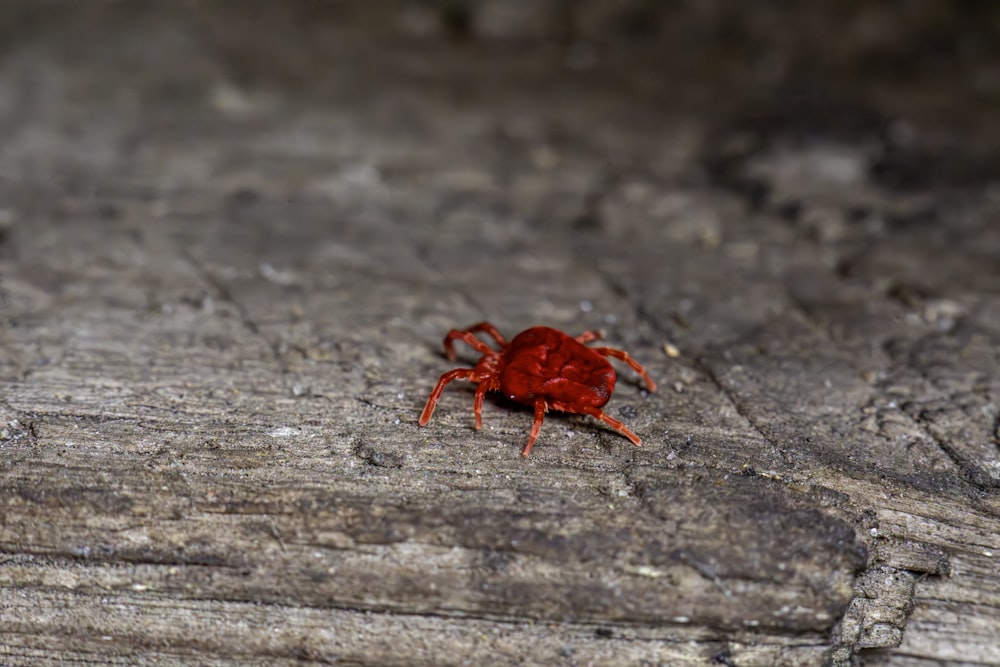 a red bug sitting on top of a wooden floor
